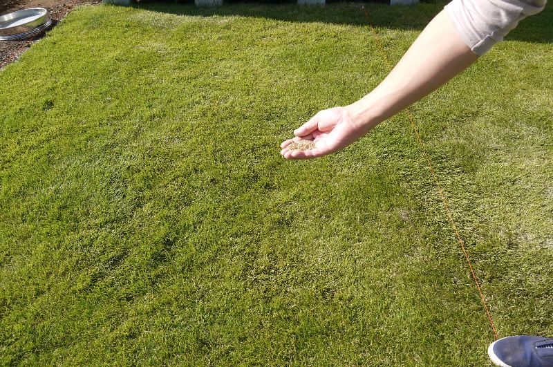 冬でも青い芝生を オーバーシーディングに挑戦 間違いだらけの芝生のお手入れ 育て方 我が家の芝生が青い理由